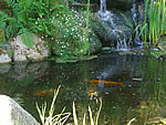 koi pond