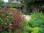 California Native plants