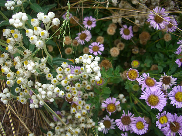 native gardens kensington